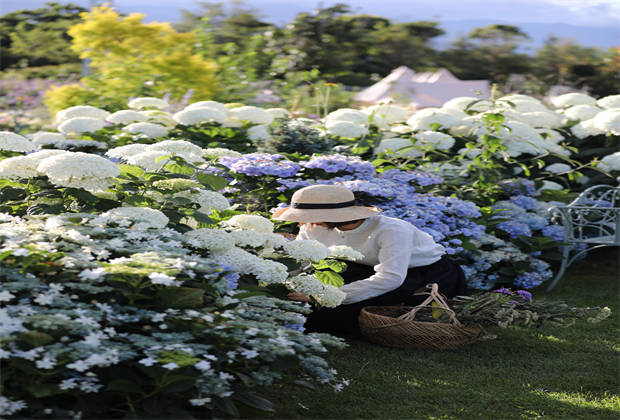 蒼山下，邂逅莫奈花園